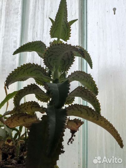 Каланхоэ лечебное