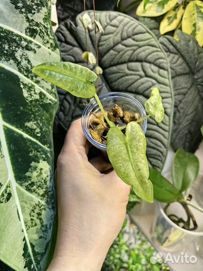 Комнатные растения Алоказия