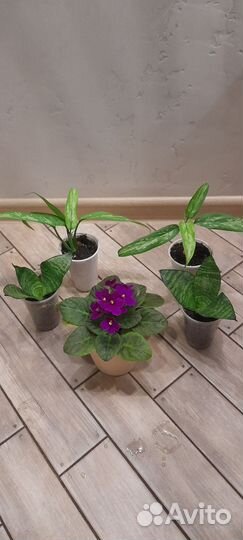 Домашние цветы