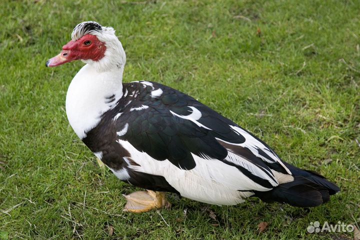 Семьи индоуток