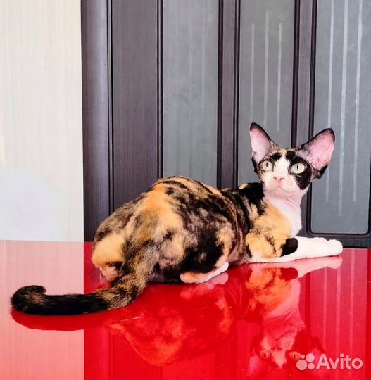 Девон рекс кошка