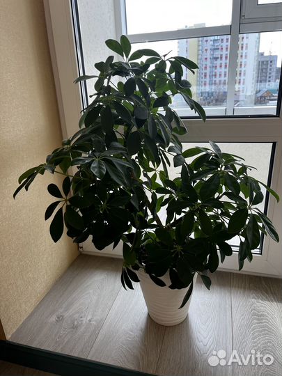 Комнатные цветы шефлера