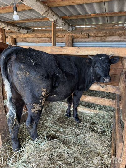 Телка 1,4 года