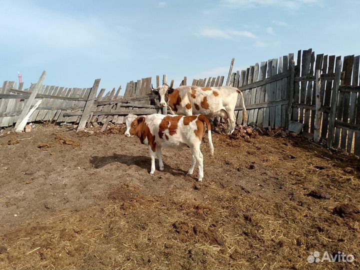 Телки 10 месяцев