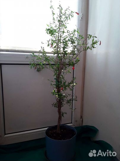 Гранат комнатный,плодоносящий