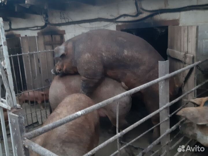 Хряк,продаю,услуги осименения