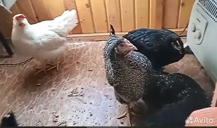 Куры несушки домашние +18 цыплят разных пород