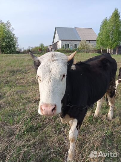 Продажа коров