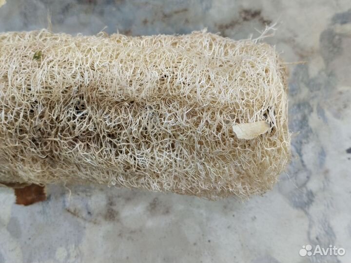 Семена. Люффа, Катальпа,Мирабилис,Лавандир Глицини