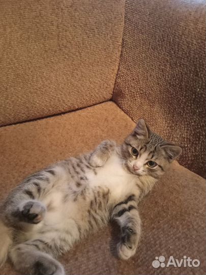 Котики бесплатно