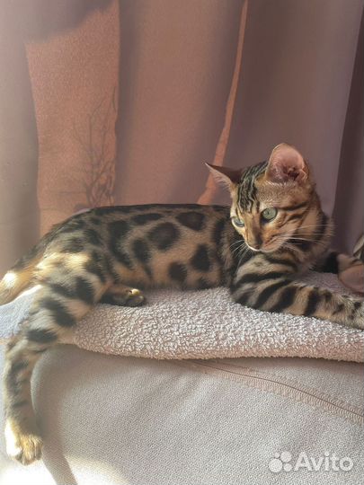 Бенгальская