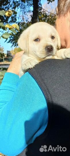 Щенки лабрадора