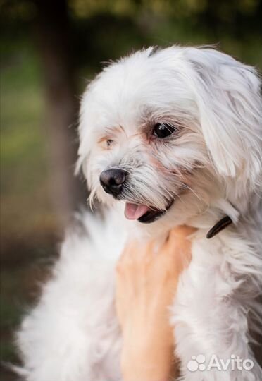 Мальтезе вязка