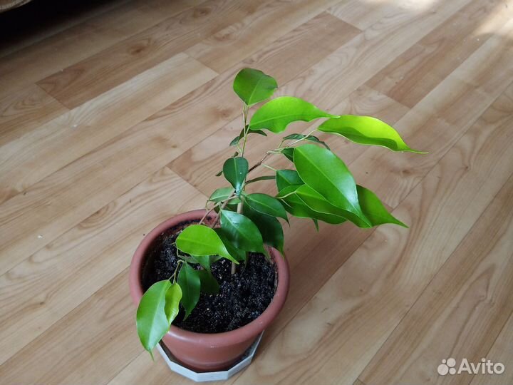Комнатный цветок Фикус Бенджамина Неон