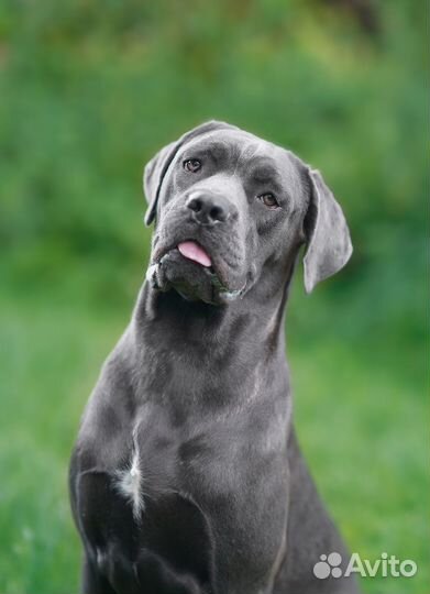 Девочка кане корсо