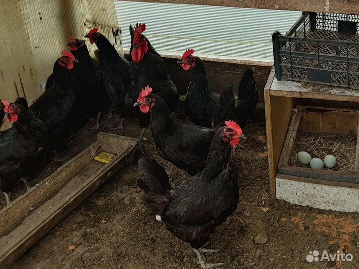 Куры несушки продам