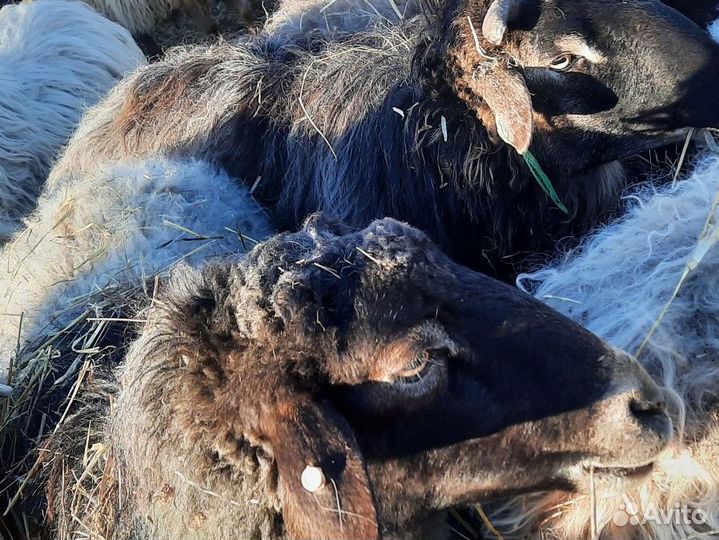 Курдючный баран эдильбаевской породы