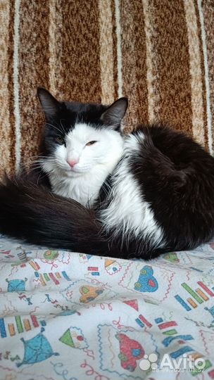 Кошка