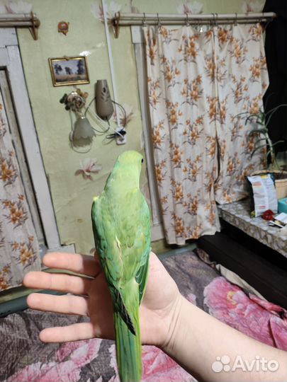 Ожереловый попугай птенец