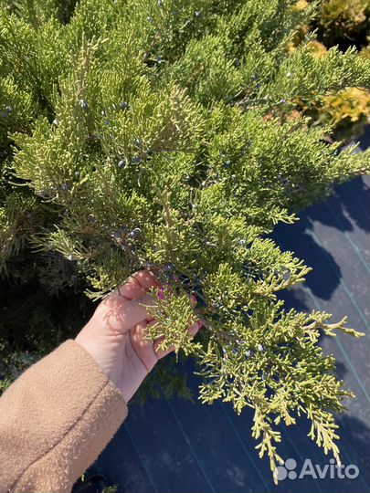 Можжевельник средний Минт Джулеп 70-80/ком