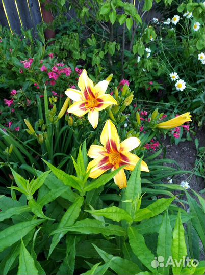 Лилейники разных расцветок