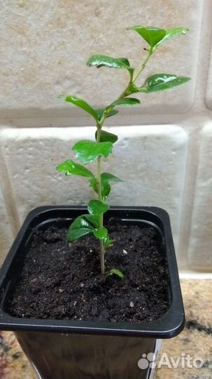 Кармона, чайное дерево