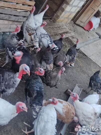 Индюки индюшата