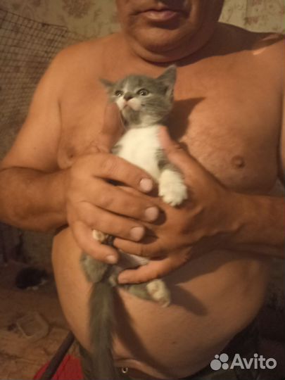 Кошка
