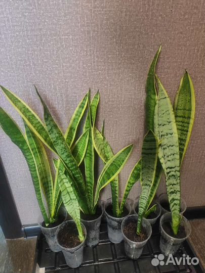 Кодиеум кротон, Сансевиерия,Драцена, Монстера