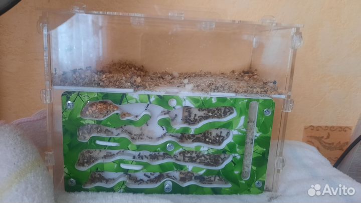 Формикарий для муравьев