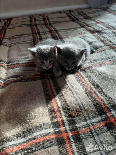 Русская голубая