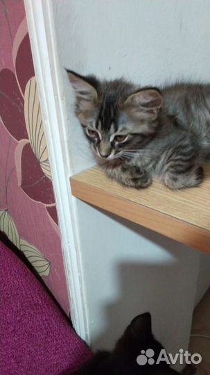 Котята в добрые ручки