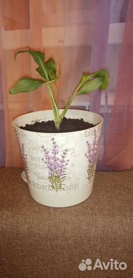 Цветы домашние в горшках