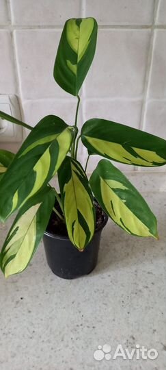 Ктенанта лубберса,вариегатный клер