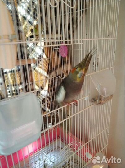 Котоконтроль/Няня к животным/Зооняня