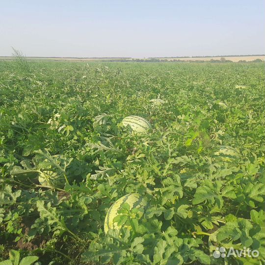Арбуз оптом