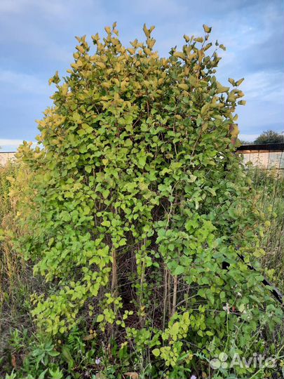 Боярышник. Саженцы