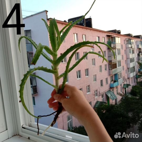 Алое столетник