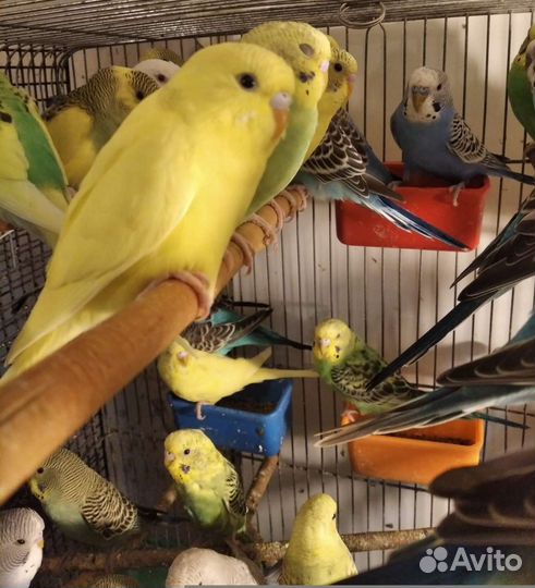 Волнистые попугайчики