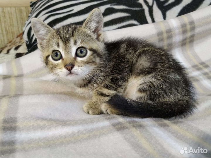 Необычайной красоты девочка,1.5 мес