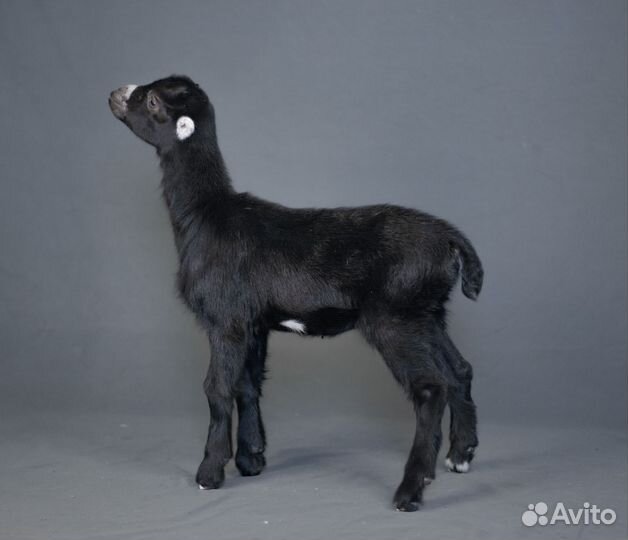 Ламанча козы