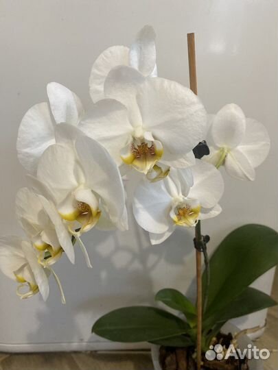 Орхидея
