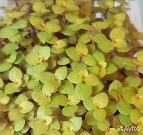 Коллизия мелколистная, 3 сорта