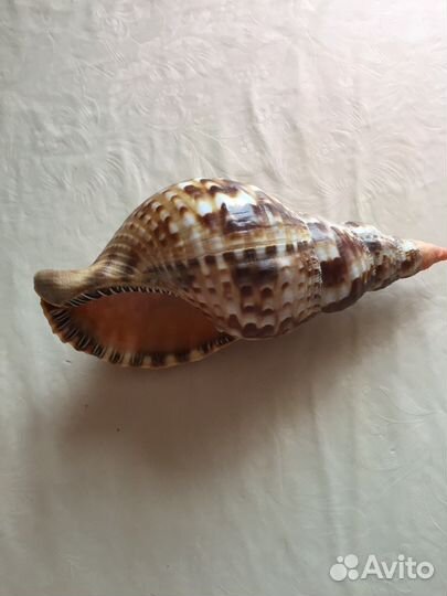 Раковина океанская
