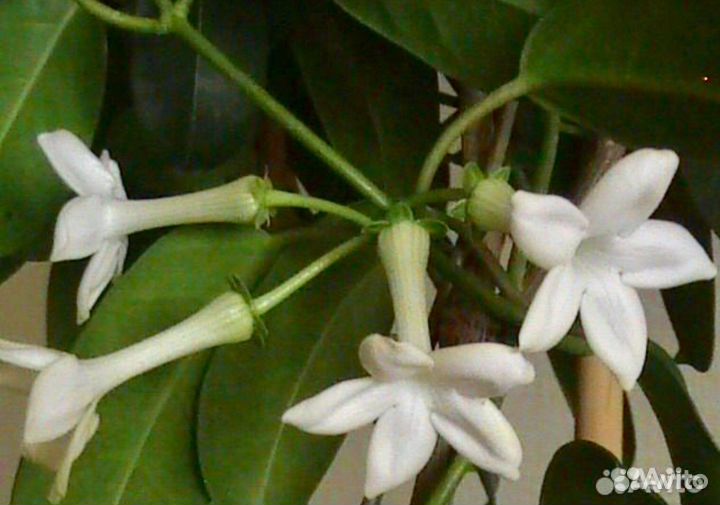 Стефанотис