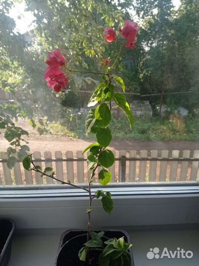 Бугенвиллия