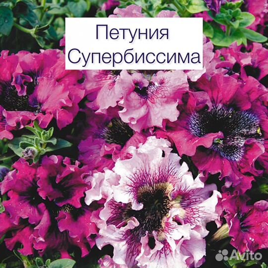 Рассада петунии