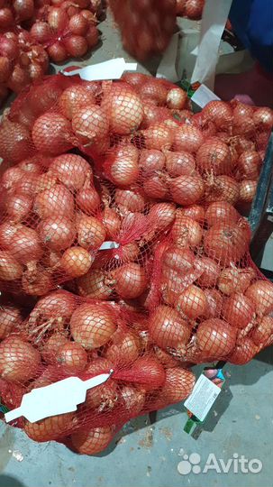 Лук репчатый