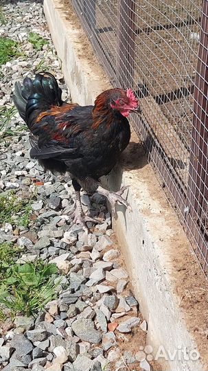 Молодые петухи