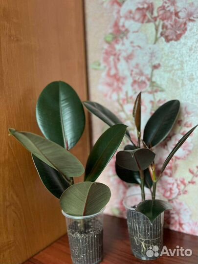 Растишки Фикуса